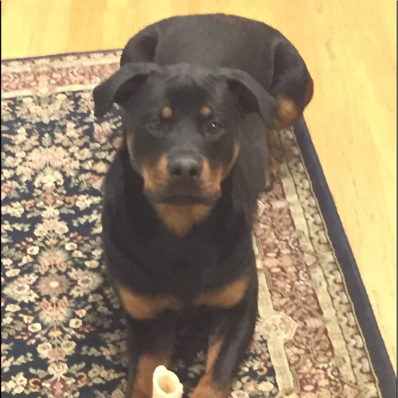 Meet your Posher, Debra - Picture 1 of 3